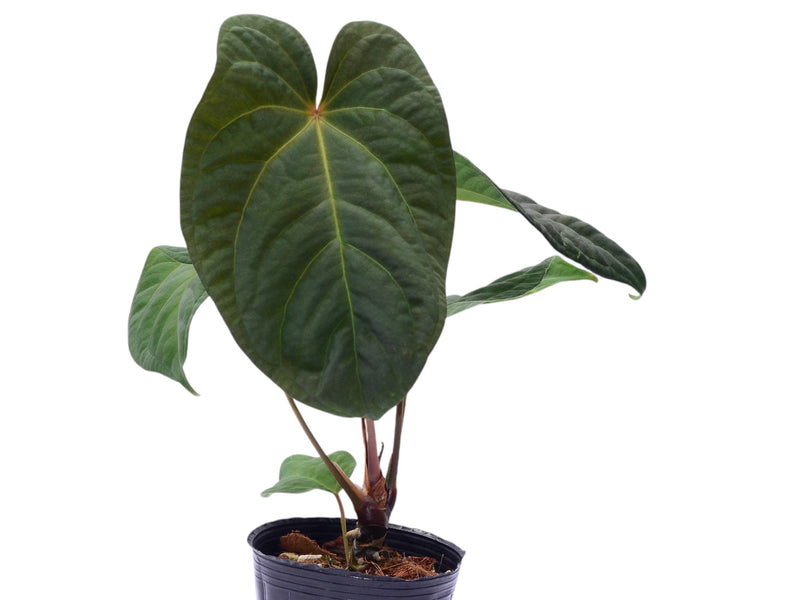 Anthurium Wonder x Ant. papillilaminum