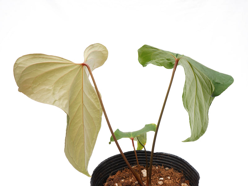 Anthurium Wonder x Anthurium Andean Night