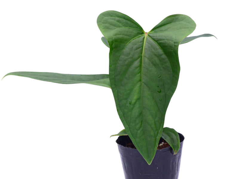 Anthurium Wonder x Anthurium Andean Night