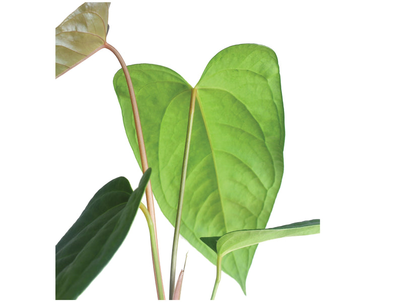 Anthurium Wonder x Anthurium Cuyabeno Soul