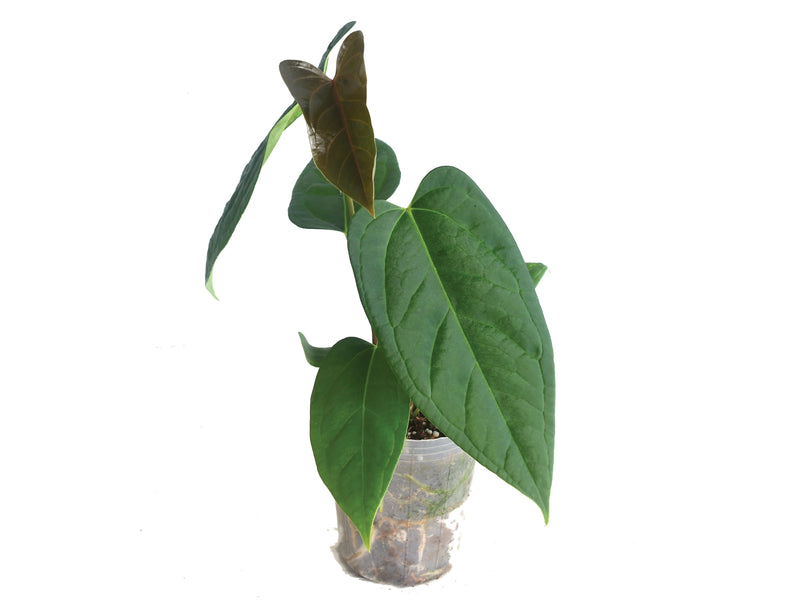 Anthurium Wonder x Anthurium Cuyabeno Soul