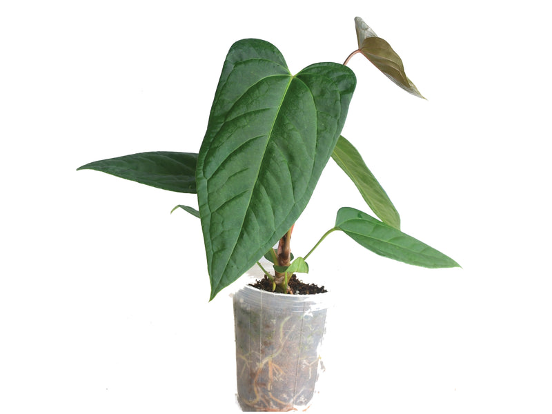 Anthurium Wonder x Anthurium Cuyabeno Soul