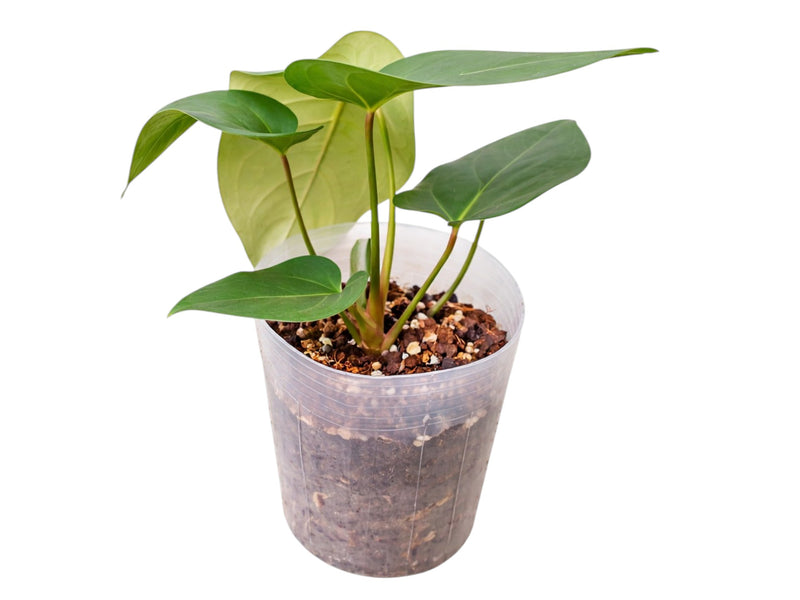 anthurium eureka Anthurium Wonder x Anthurium Eureka — Ecuagenera Orquídeas del Ecuador
