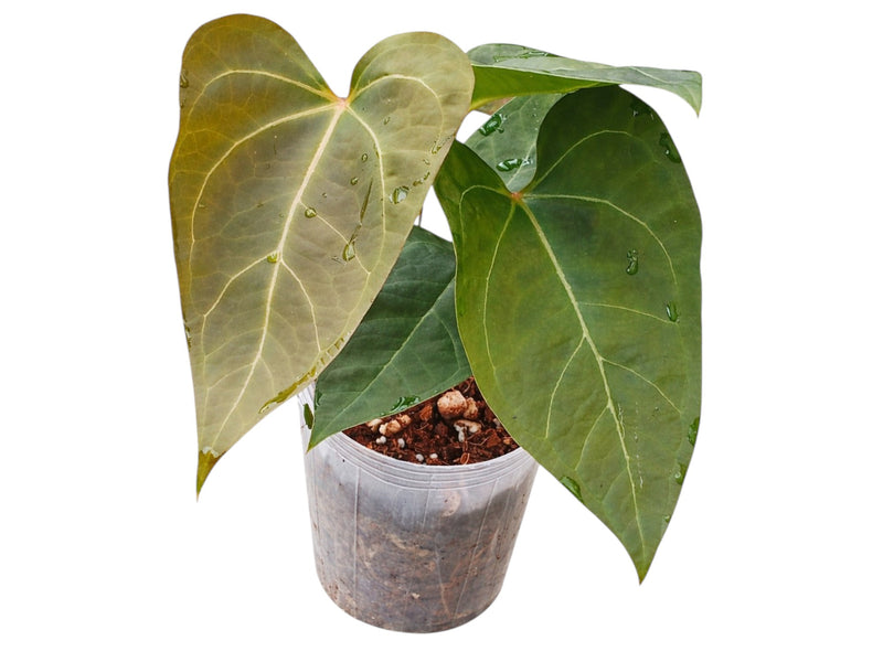 anthurium plants in trinidad Anthurium Wonder x Anthurium Eureka