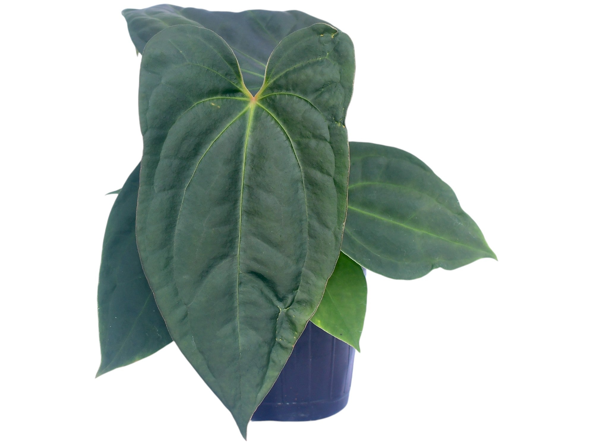 アンスリウムAnthurium 幻想曲 Anthurium Wonder x Anthurium Fantasy — Ecuagenera Orquídeas del