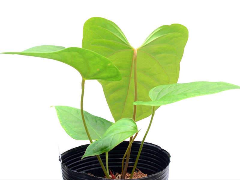 Anthurium Wonder x Anthurium kunayalense