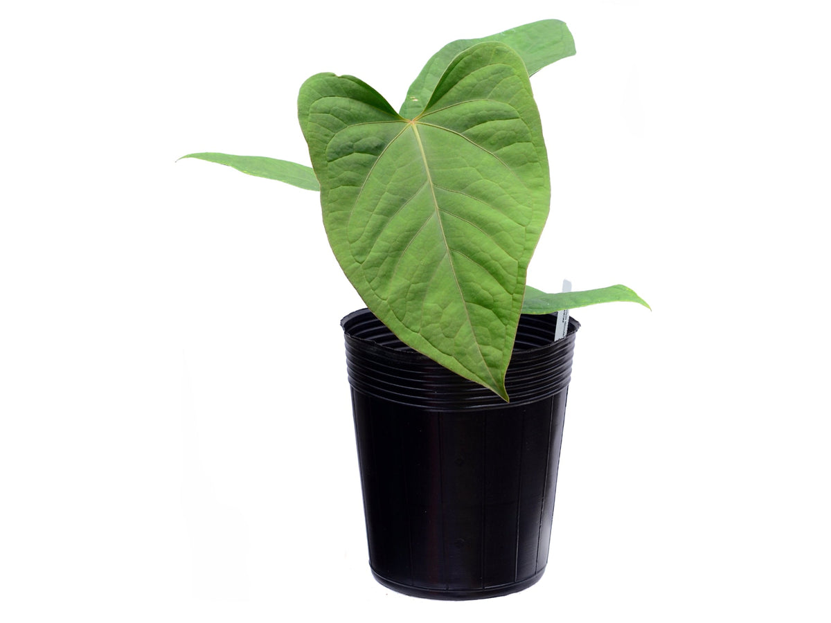 Anthurium Wonder x Anthurium kunayalense