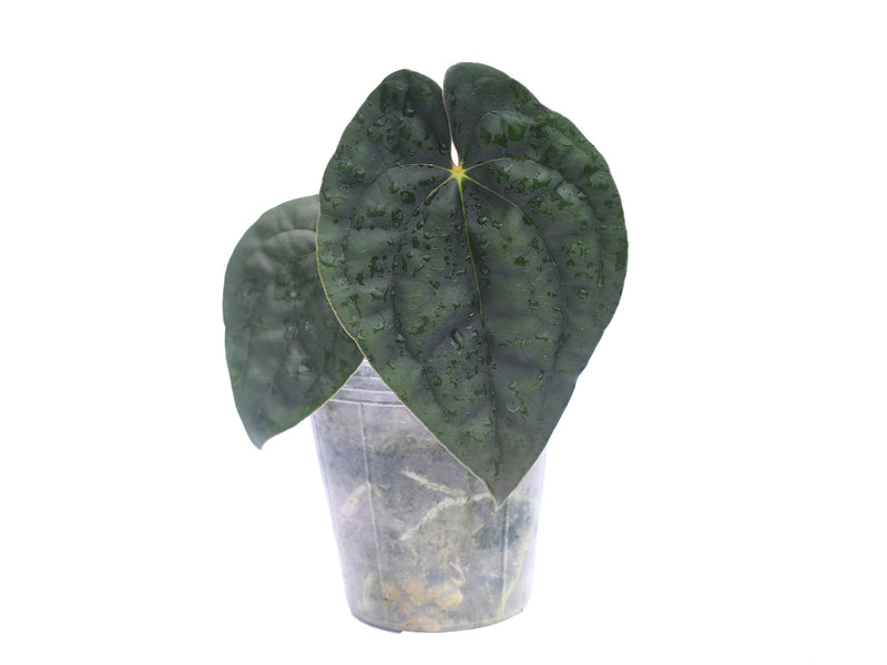 Anthurium Ximeportilla