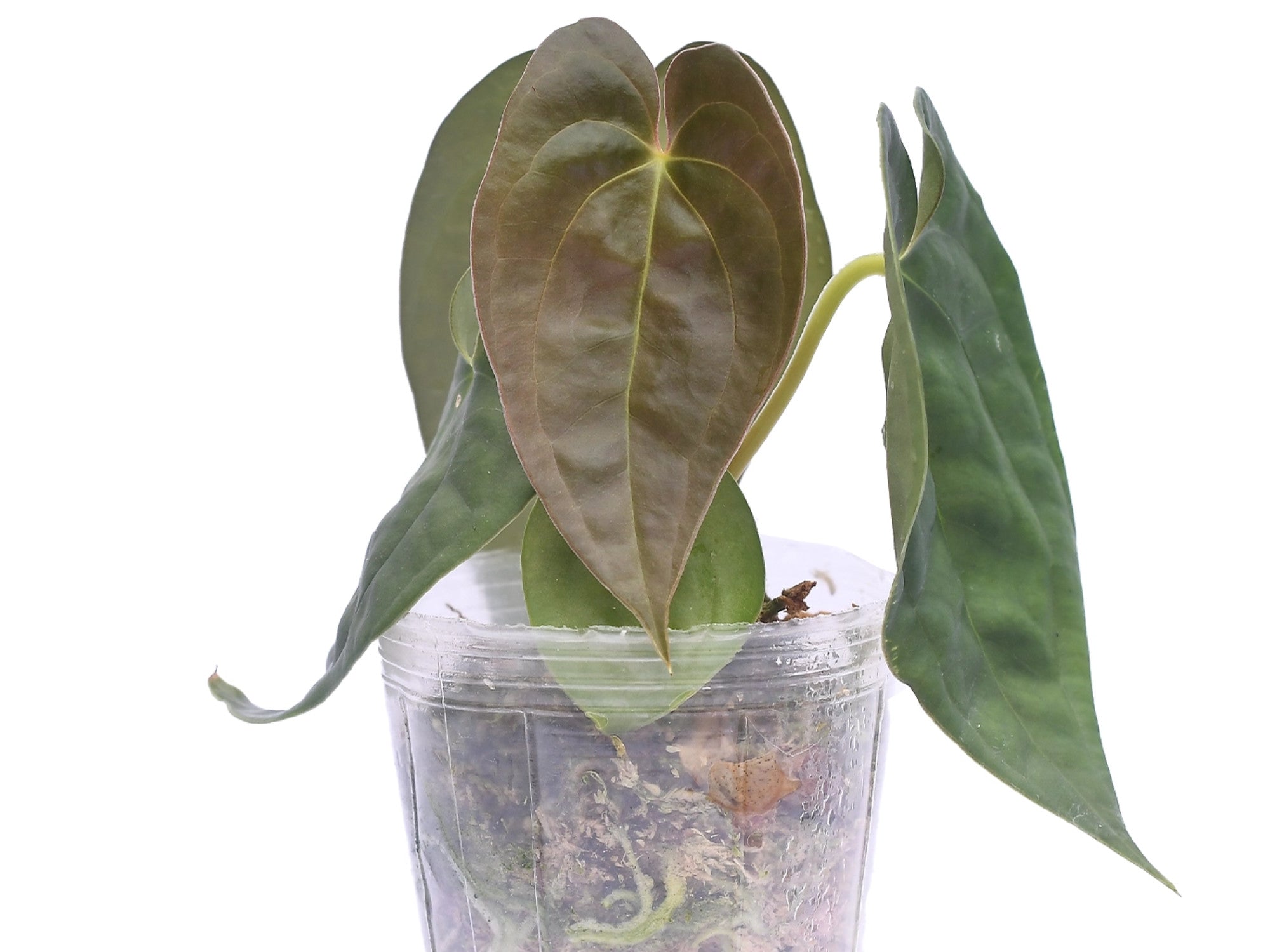 Anthurium Ximeportilla — Ecuagenera Orquídeas del Ecuador