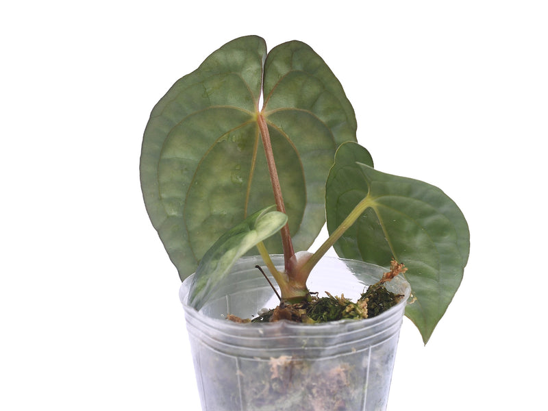anthurium portilloi Anthurium Ximeportilla — Ecuagenera Orquídeas del Ecuador