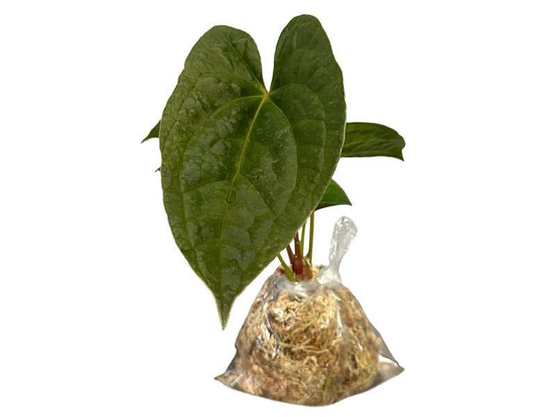 Anthurium Ximeportilla