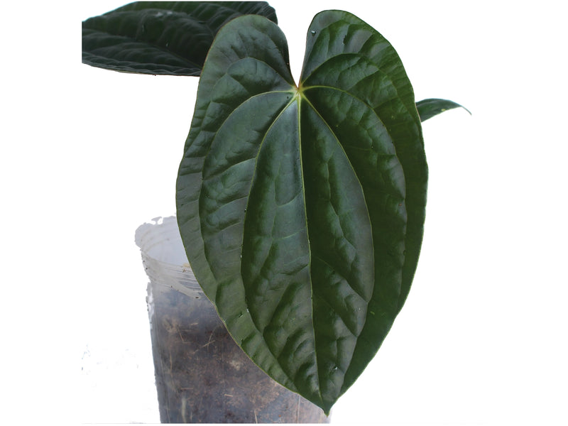 Anthurium Ximeportilla inverse crossing
