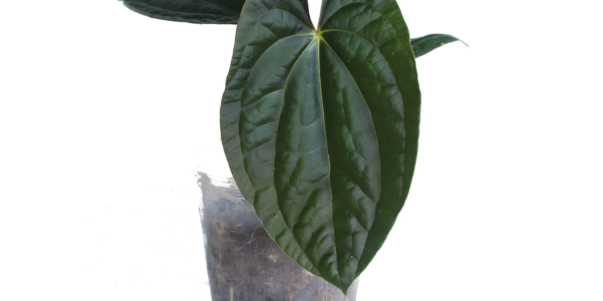 H*S様 Anthurium Portillae XAOSbvep新葉展開中 Anthurium Ximeportilla inverse crossing — Ecuagenera Orquídeas del