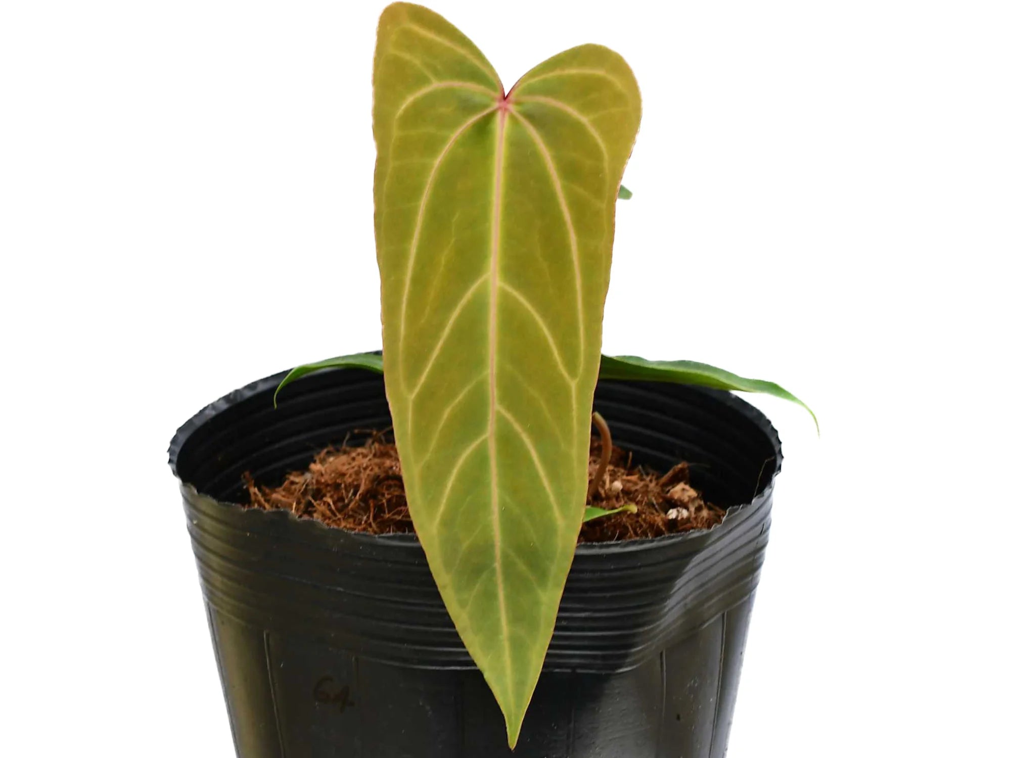 Anthurium Yasuni Heart アンスリウムヤスニハート Anthurium Yasuni Heart 'Jolly' x Anthurium Crystal Sky