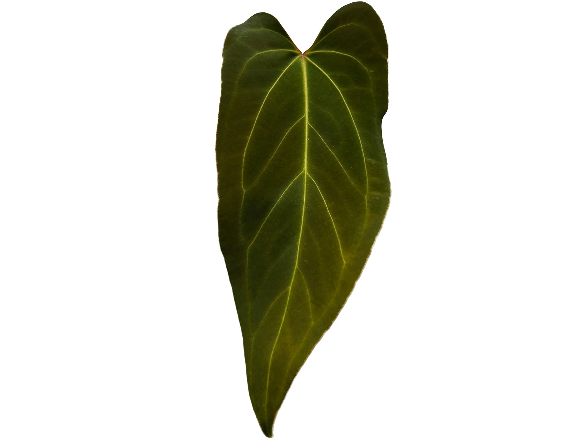 Anthurium Achuar Sunrise