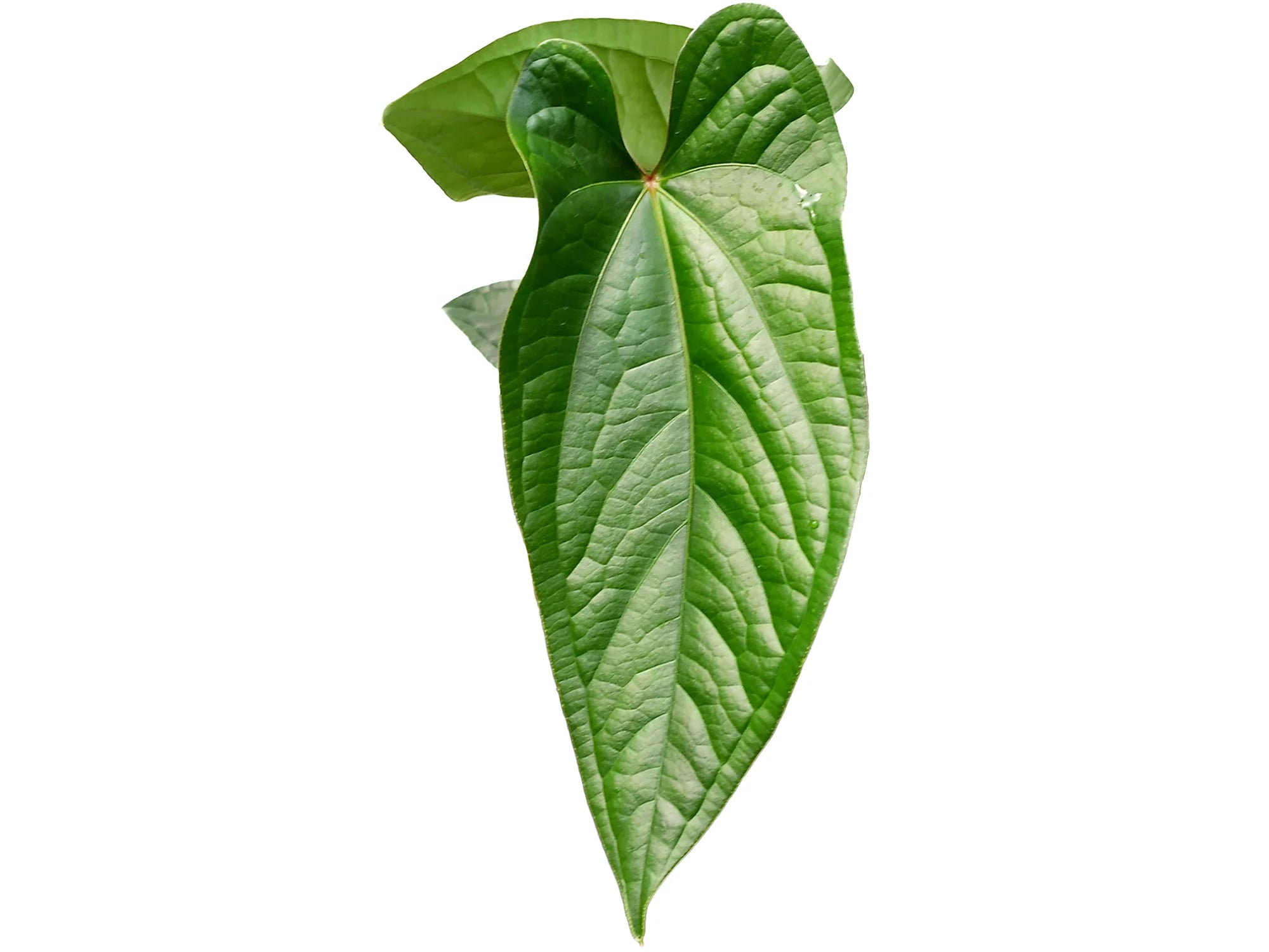Anthurium Achuar Luxury