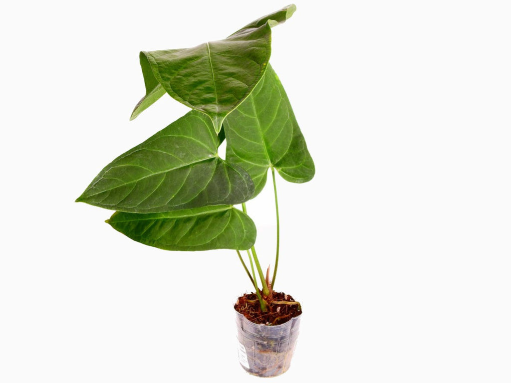 Anthurium Yasuni Heart (seedling) — Ecuagenera Orquídeas del Ecuador