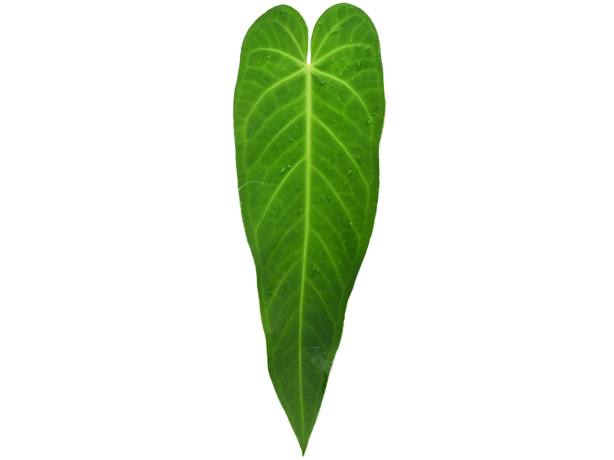 Anthurium Yasuni Heart x Anthurium warocqueanum