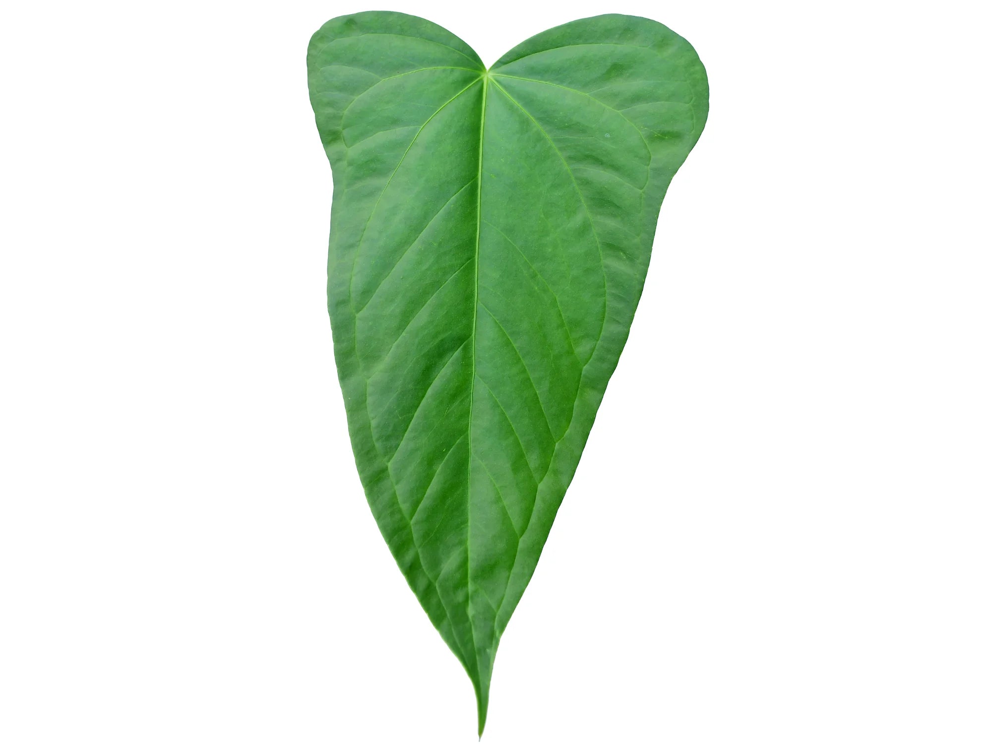 Anthurium Yasuni heart — Ecuagenera Orquídeas del Ecuador