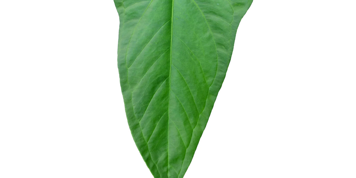 Anthurium Yasuni heart — Ecuagenera Orquídeas del Ecuador