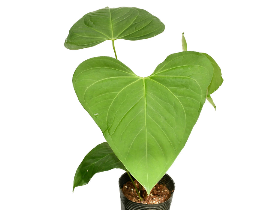 Anthurium Yasuni heart