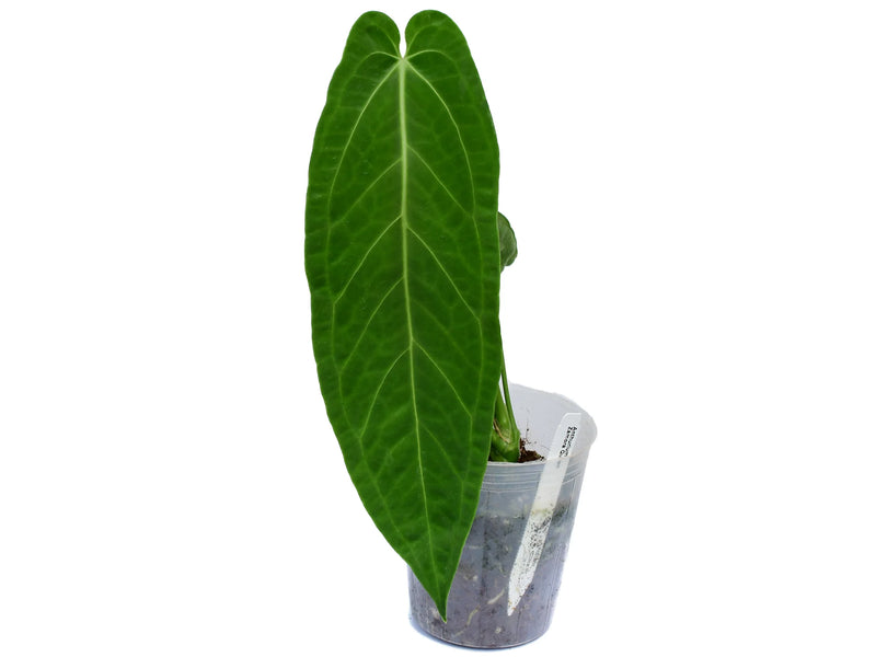 anthurium zamora queen Anthurium Zamora Queen — Ecuagenera Orquídeas del Ecuador