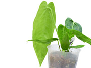 anthurium zamora queen Anthurium Zamora Queen