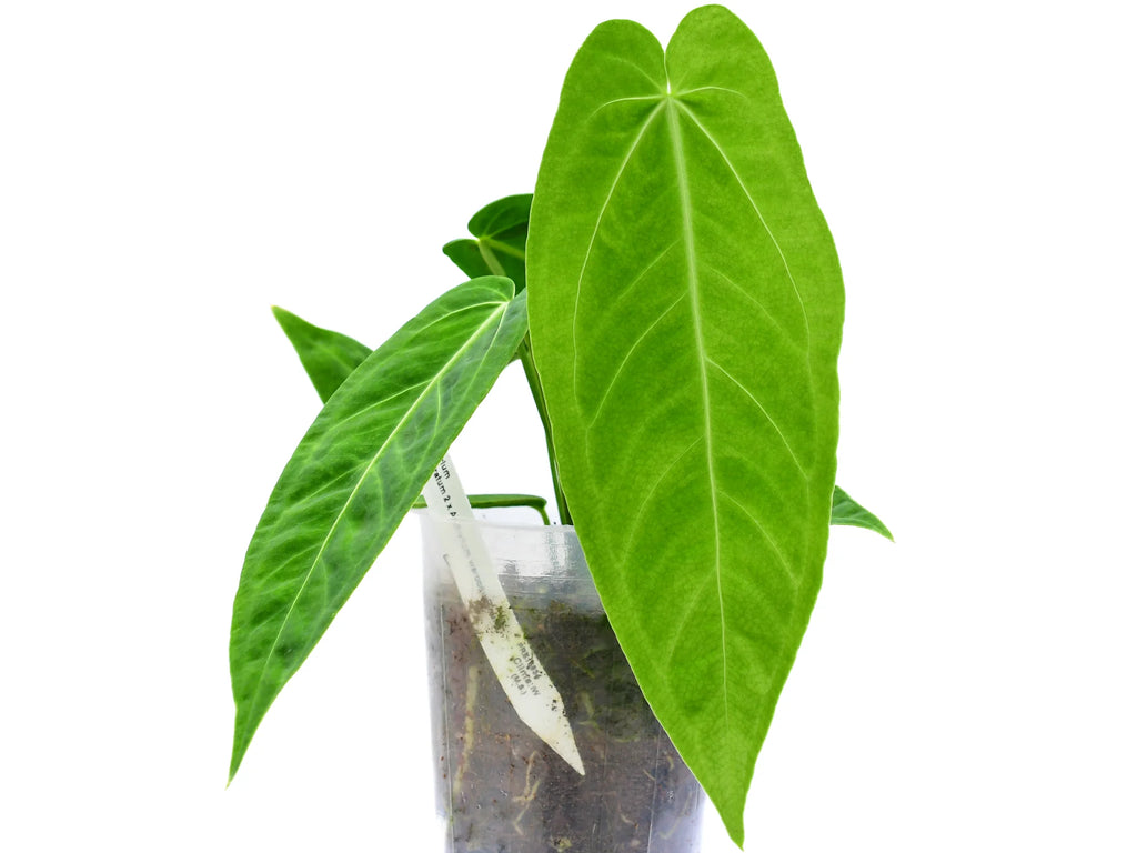 Anthurium Zamora Queen — Ecuagenera Orquídeas del Ecuador