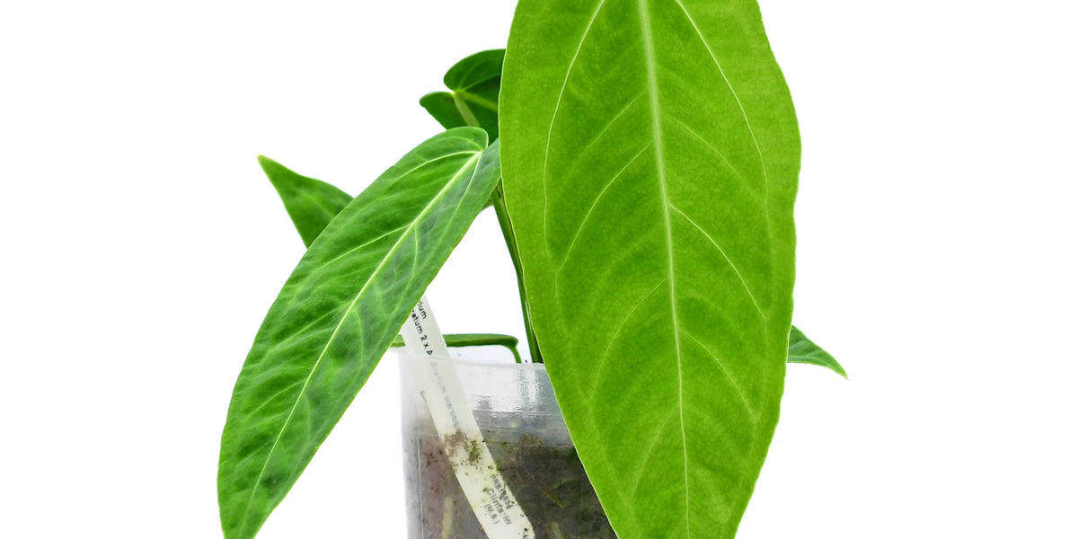 Zamora Queen ザモラクイーン Anthurium アンスリウム 23 Zamora Queen