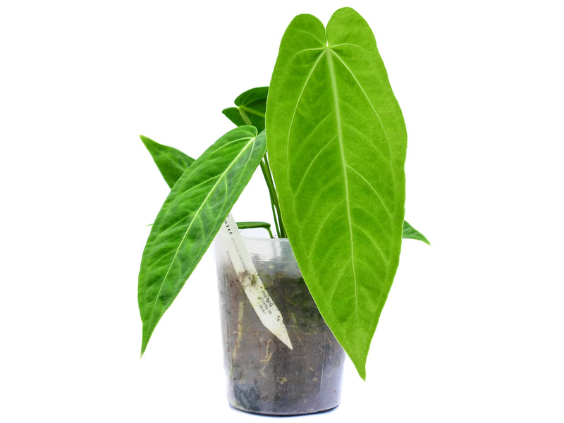 anthurium samora Anthurium Zamora Queen — Ecuagenera Orquídeas del Ecuador