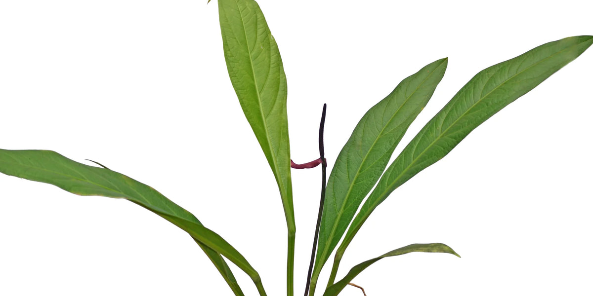 Anthurium acaule 7