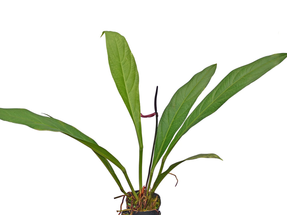 Anthurium acaule 7