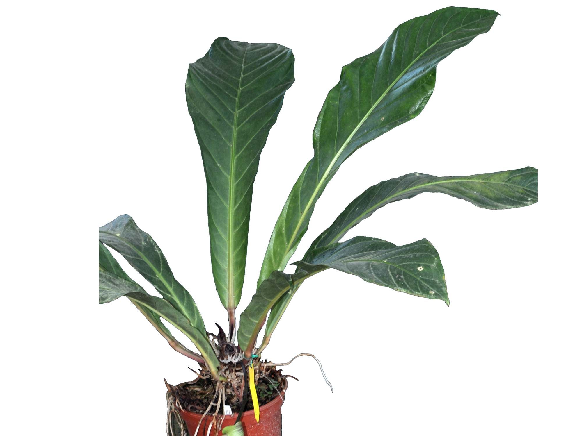 anthurium affine Anthurium affine