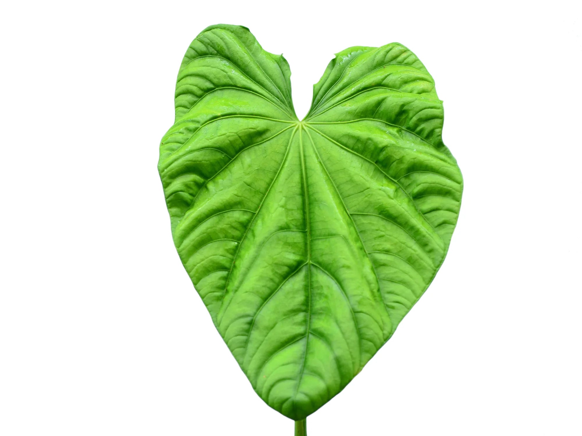 Anthurium altaverapazense — Ecuagenera Orquídeas del Ecuador Anthurium altaverapazense — Ecuagenera Orquídeas del Ecuador