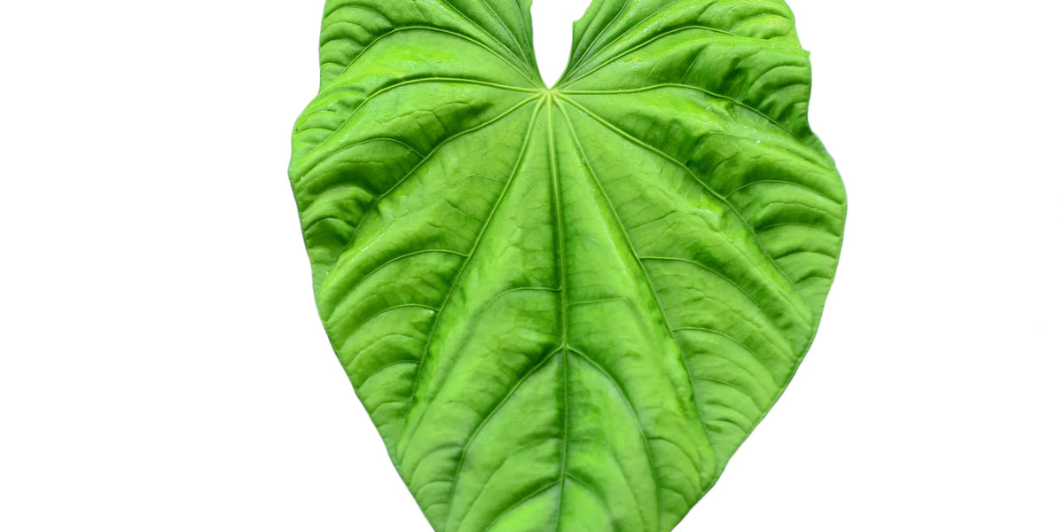 Anthurium altaverapazense — Ecuagenera Orquídeas del Ecuador Anthurium altaverapazense — Ecuagenera Orquídeas del Ecuador