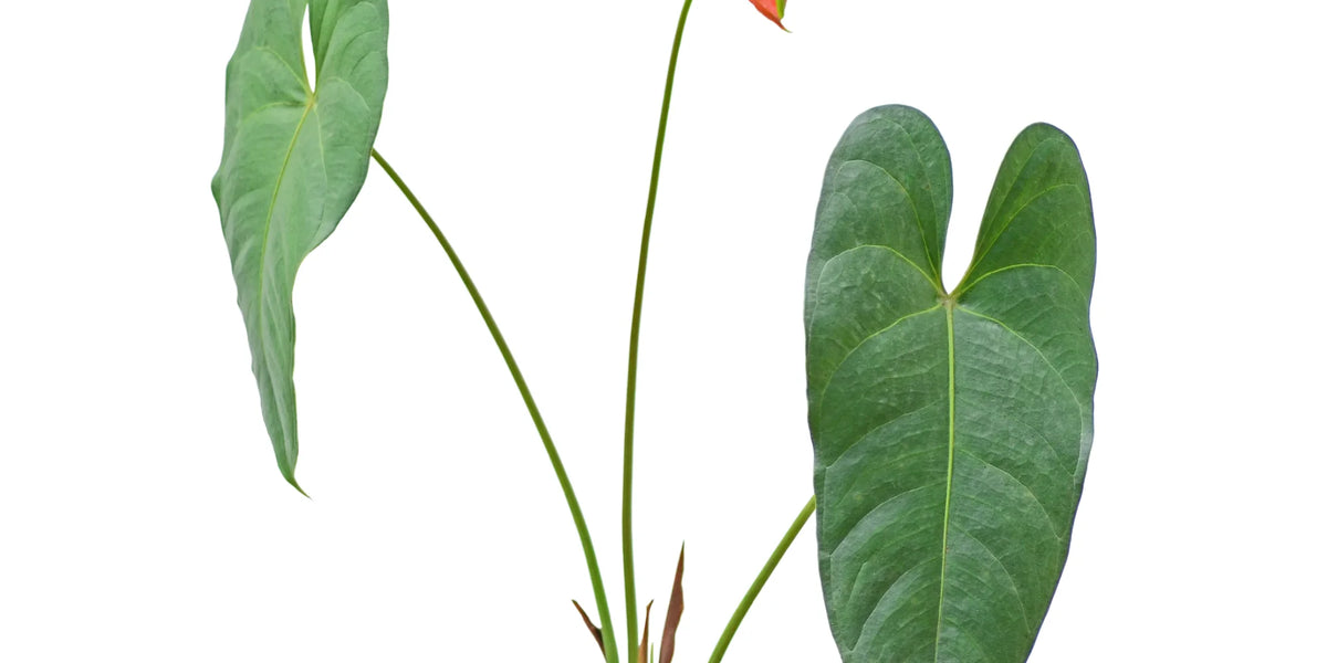 Anthurium andraeanum — Ecuagenera Orquídeas del Ecuador