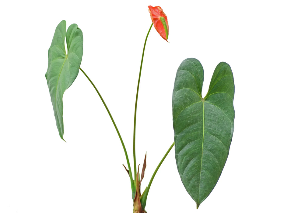 Anthurium andreanum