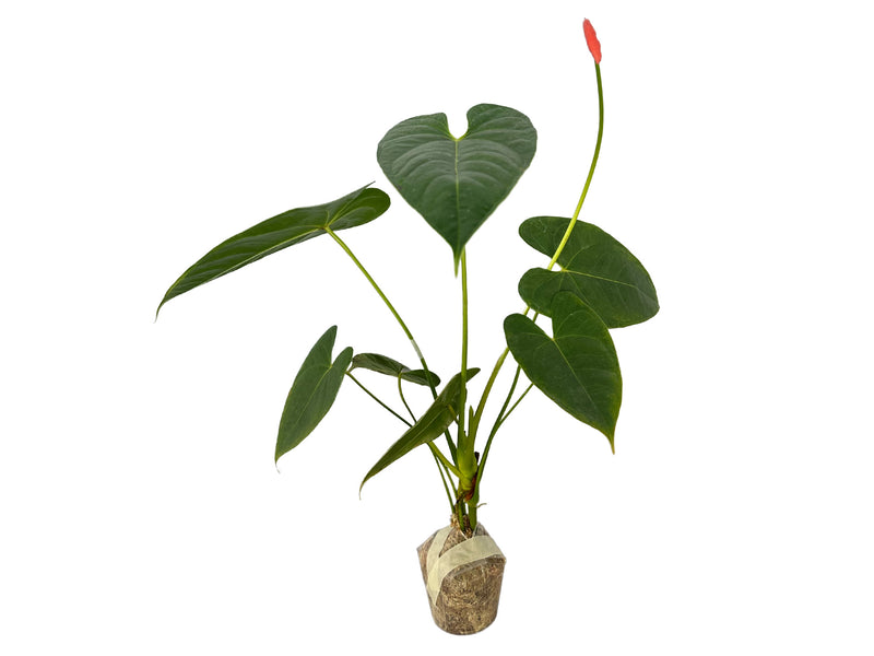 Anthurium andraeanum