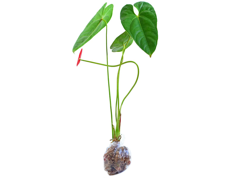 Anthurium andraeanum