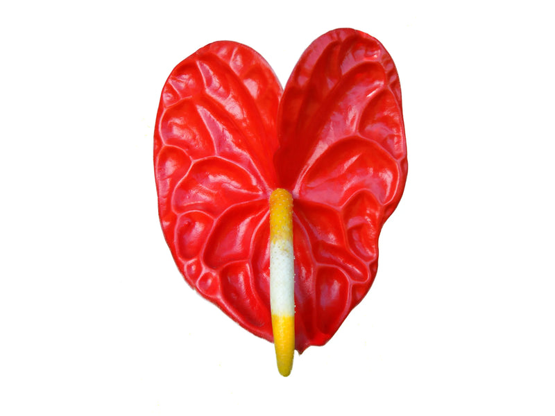Anthurium andraeanum
