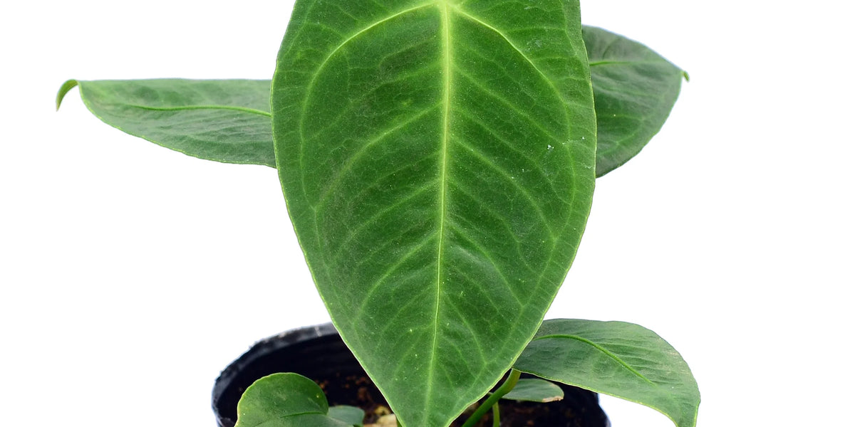 anthurium angamarcanum aff esmeraldas Anthurium angamarcanum 1 — Ecuagenera Orquídeas del Ecuador