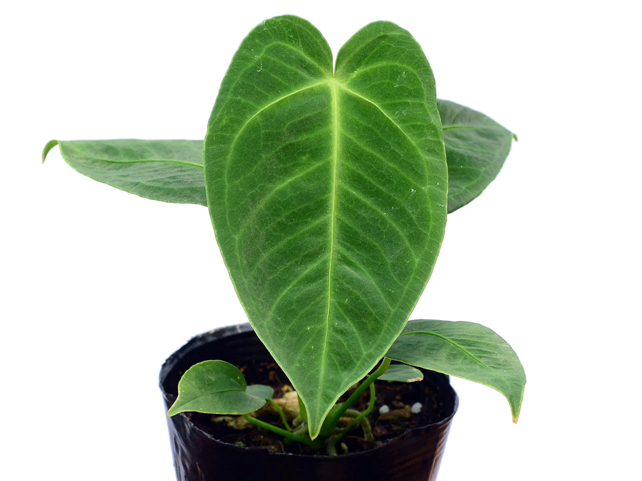 Anthurium angamarcanum 1