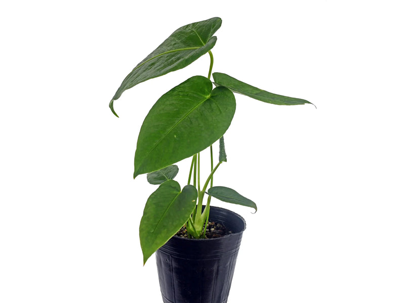 angamarcanum anthurium Anthurium angamarcanum 1 (seedling) — Ecuagenera Orquídeas del Ecuador