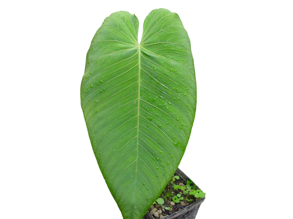 Anthurium angamarcanum