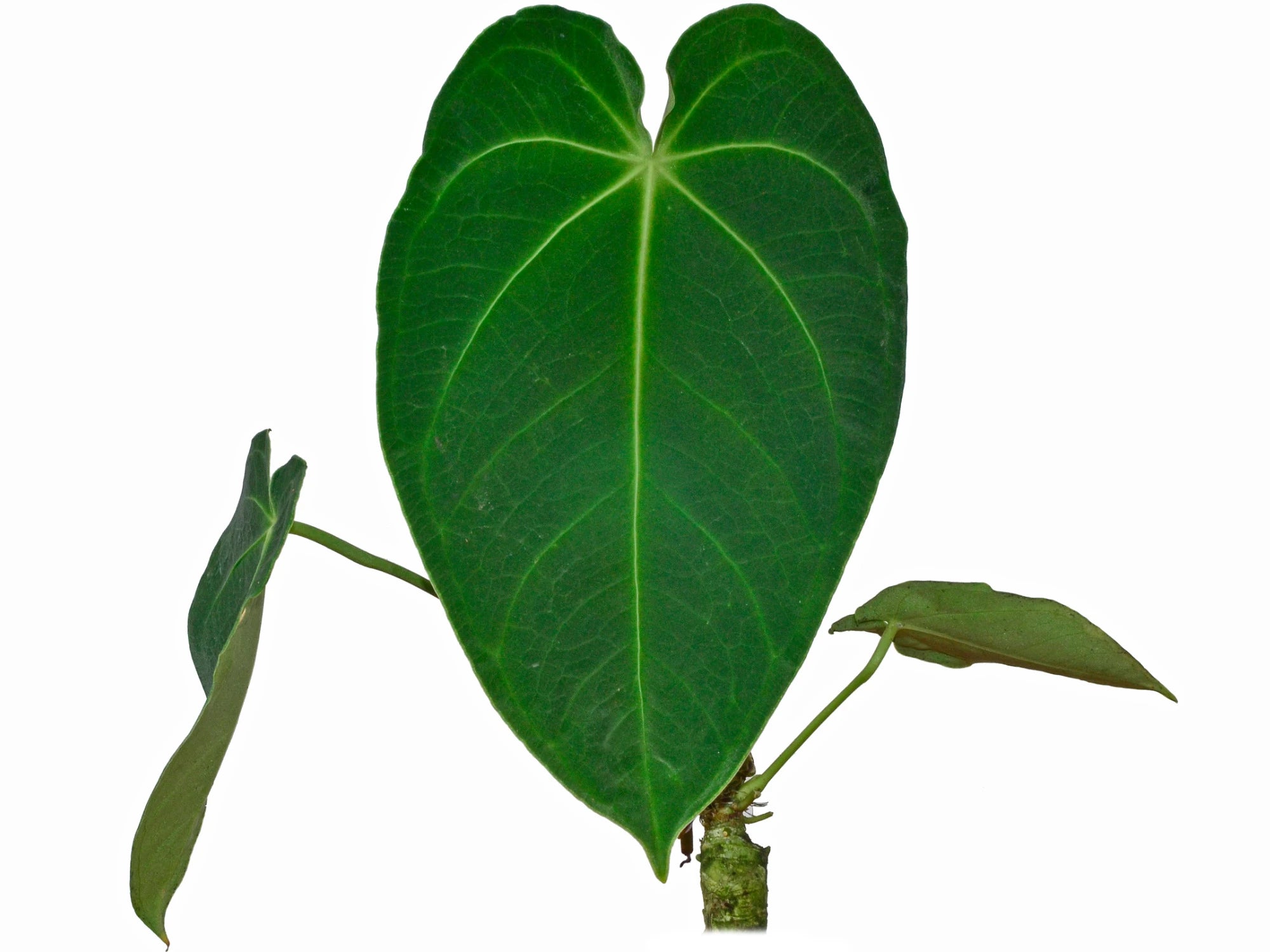 Anthurium angamarcanum cf — Ecuagenera Orquídeas del Ecuador