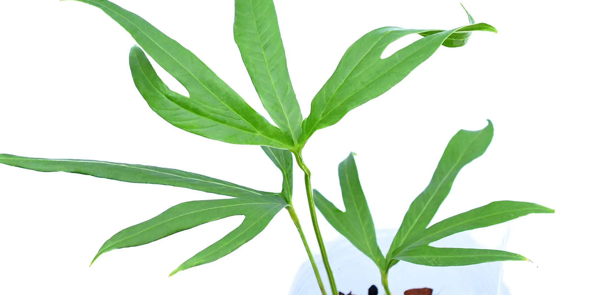 Anthurium angustisectum — Ecuagenera Orquídeas del Ecuador