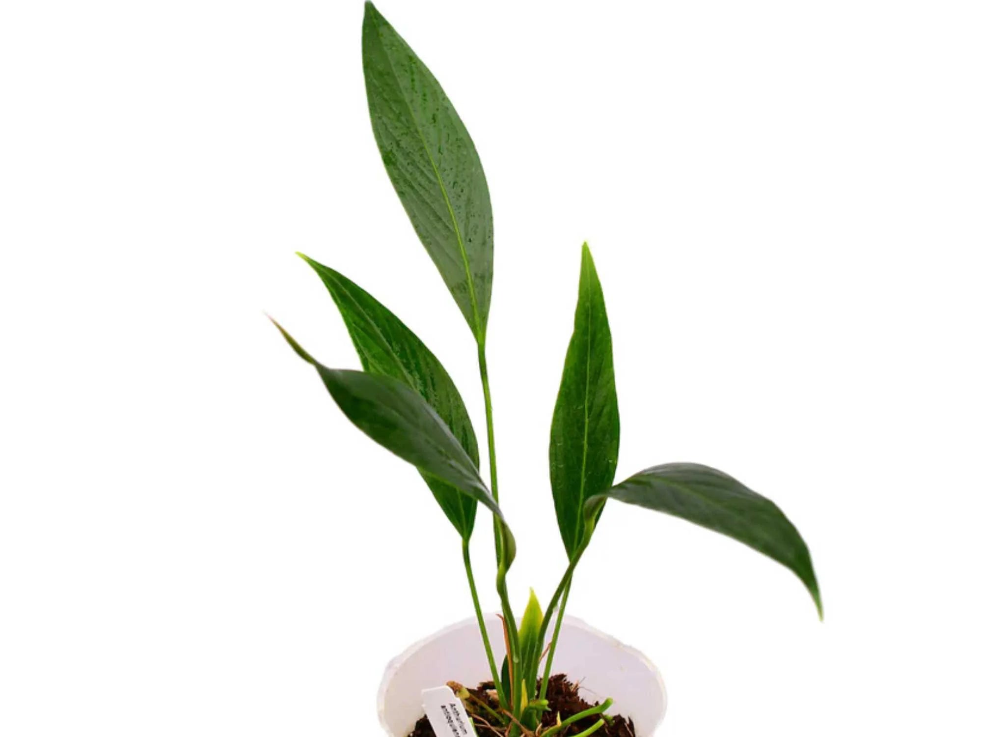anthurium antioquiense Anthurium antioquiense cf