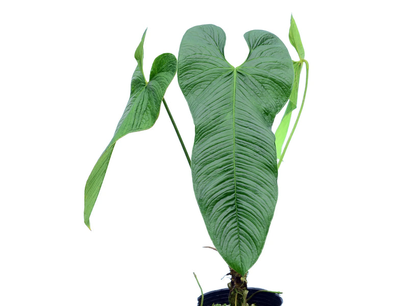anthurium alero Anthurium argyrostachyum