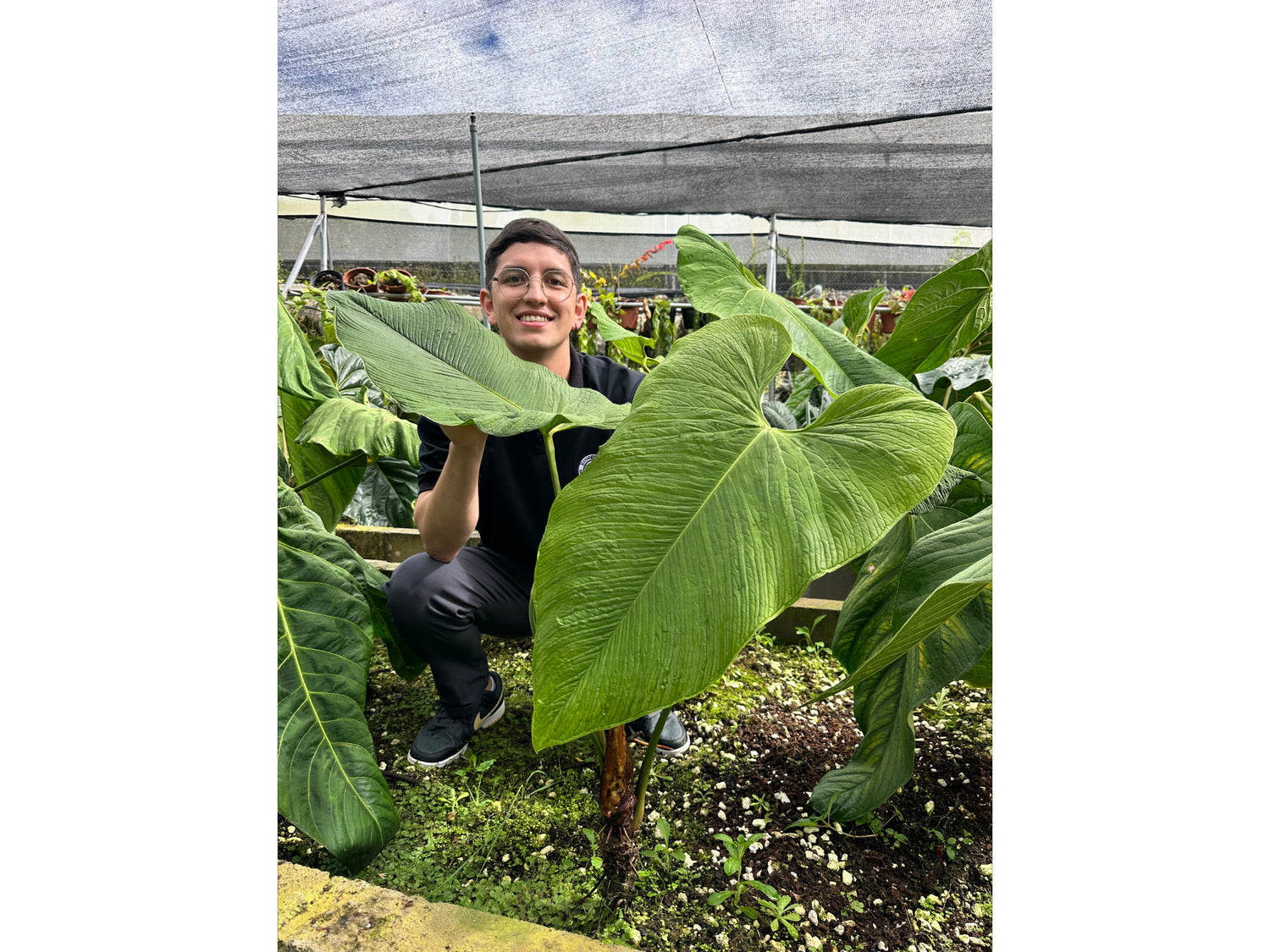 anthurium plantation in mauritius Anthurium argyrostachyum — Ecuagenera Orquídeas del Ecuador