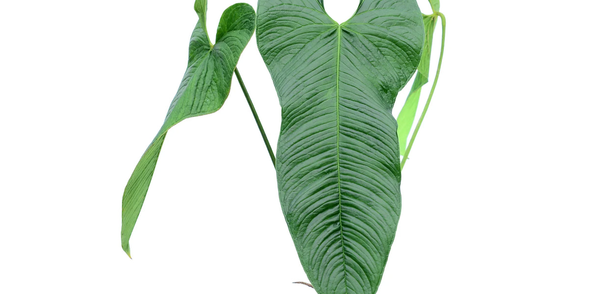 Anthurium argyrostachyum